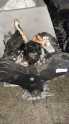 Oto Çıkma Parça / Land Rover / Range Rover / Motor / Motor (komple) / Çıkma Parça 