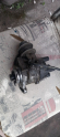 Oto Çıkma Parça / Mazda / 323 / Motor / Distribütör / Çıkma Parça 