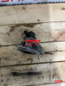 Oto Çıkma Parça / Lexus / Nx / Motor / EGR / Çıkma Parça 