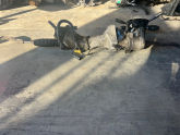 Opel combo direksiyon kutusu