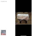Oto Çıkma Parça  / Hyundai / Accent / Airbag / Çıkma Parça 