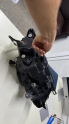 Oto Çıkma Parça / Nissan / X-Trail / Far & Stop / Sol Ön Far / Çıkma Parça 