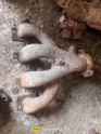 Oto Çıkma Parça / Opel / Corsa / Egzoz / Egzoz Manifoldu / Çıkma Parça 