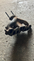 Oto Çıkma Parça / Renault / R 9 / Egzoz / Egzoz Manifoldu / Çıkma Parça 