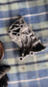 Oto Çıkma Parça / Renault / Clio / Motor / Motor Kapağı / Çıkma Parça 