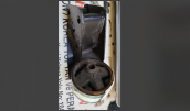 Oto Çıkma Parça / Nissan / Sunny / Motor / Takozu & Kulağı / Sıfır Parça 
