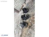 Oto Çıkma Parça / Volkswagen / Jetta / Şanzıman / Şanzıman Komple / Çıkma Parça 