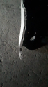 Oto Çıkma Parça / Renault / Megane / Tampon / Arka Tampon / Çıkma Parça 