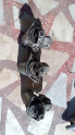 Oto Çıkma Parça / Fiat / Linea / Elektrik / Marş Motoru / Çıkma Parça 