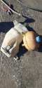 FİAT STİLO CAM SU BİDONU