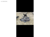 Oto Çıkma Parça / Volkswagen / Beetle / Elektrik / Akü / Çıkma Parça 