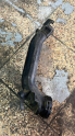 Vw grubu 1.2 tsi turbo borusu  03f145678f