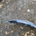 Oto Çıkma Parça / Renault / Megane / Tampon / Ön Tampon / Çıkma Parça 
