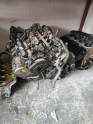 Euro 6 kia sportage motor