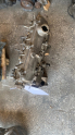 Tofaş doğan slx komple motor
