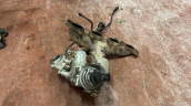Oto Çıkma Parça / Volkswagen / Jetta / Motor / Motor (komple) / Çıkma Parça 