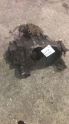 Oto Çıkma Parça / Toyota / Corolla / Şanzıman / Şanzıman Komple / Çıkma Parça 
