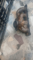 Egzoz Manifoldu 9623784510 0341A5 Citroen Peugeot 2.0 16v RFV
