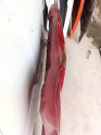 Oto Çıkma Parça / Nissan / Micra / Kaporta & Karoser / Kaput / Çıkma Parça 