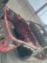 Oto Çıkma Parça / Mazda / 323 / Kaporta & Karoser / Kasa / Kupa / Çıkma Parça 