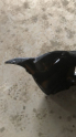 Oto Çıkma Parça / Chrysler / 300 / Tampon / Ön Tampon / Çıkma Parça 