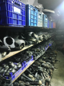Oto Çıkma Parça / Renault / Clio / Motor / Krank / Çıkma Parça 