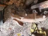 Oto Çıkma Parça / Ford / Taunus / Egzoz / Egzoz Manifoldu / Çıkma Parça 