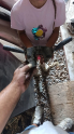 Oto Çıkma Parça / Ford / Fiesta / Elektrik / Sinyal Kolu / Çıkma Parça 