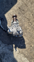 Oto Çıkma Parça / Ford / Mondeo / Motor / Motor (komple) / Çıkma Parça 