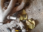 Oto Çıkma Parça / Opel / Astra / Egzoz / Egzoz Manifoldu / Çıkma Parça 