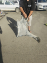 Oto Çıkma Parça / Renault / Clio / Kaporta & Karoser / Sol Ön Çamurluk / Çıkma Parça 