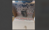 Oto Çıkma Parça / Toyota / Hilux / Far & Stop / Sinyal Lambası / Sıfır Parça 
