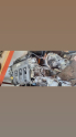 Oto Çıkma Parça / Renault / Laguna / Motor / Motor (komple) / Çıkma Parça 