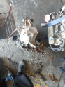 Oto Çıkma Parça / Skoda / Felicia / Şanzıman / Şanzıman Komple / Çıkma Parça 