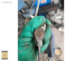 Oto Çıkma Parça / Toyota / Corolla / Motor / Krank Sensörü / Çıkma Parça 
