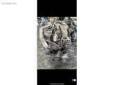 Oto Çıkma Parça / Iveco - Otoyol / Daily / Motor / Motor (komple) / Çıkma Parça 