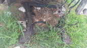 Fiat scudo motor traversi dolu