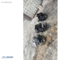 Oto Çıkma Parça / Volkswagen / Golf / Şanzıman / Şanzıman Komple / Çıkma Parça 