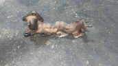 Oto Çıkma Parça / Nissan / Navara / Egzoz / Egzoz Manifoldu / Çıkma Parça 