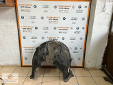 Oto Çıkma Parça / Togg / T10X / Kaporta & Karoser / Davlumbaz / Çıkma Parça 