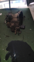 Oto Çıkma Parça / Toyota / Corolla / Şanzıman / Şanzıman Komple / Çıkma Parça 
