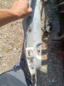 Oto Çıkma Parça / Hyundai / Elantra / Kaporta & Karoser / Sağ Arka Kapı / Çıkma Parça 