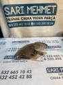 Oto Çıkma Parça / Nissan / Almera / Far & Stop / Sinyal Lambası / Çıkma Parça 