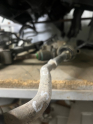 Oto Çıkma Parça / Citroen / C5 / Direksiyon / Direksiyon Kutusu / Çıkma Parça 