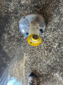 Oto Çıkma Parça / Fiat / Ducato / Fren / Westinghouse / Çıkma Parça 
