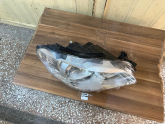Oto Çıkma Parça / Peugeot / 301 / Far & Stop / Sağ Ön Far / Çıkma Parça 