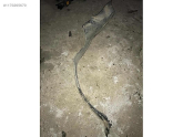 Oto Çıkma Parça / Mercedes / SL / Fan / Fan Paneli / Çıkma Parça 