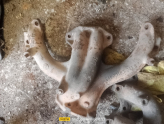 Oto Çıkma Parça / Skoda / Felicia / Egzoz / Egzoz Manifoldu / Çıkma Parça 