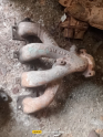 Oto Çıkma Parça / Opel / Corsa / Egzoz / Egzoz Manifoldu / Çıkma Parça 