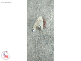 Oto Çıkma Parça / Renault / Megane / Fren / El Freni Kolu / Çıkma Parça 